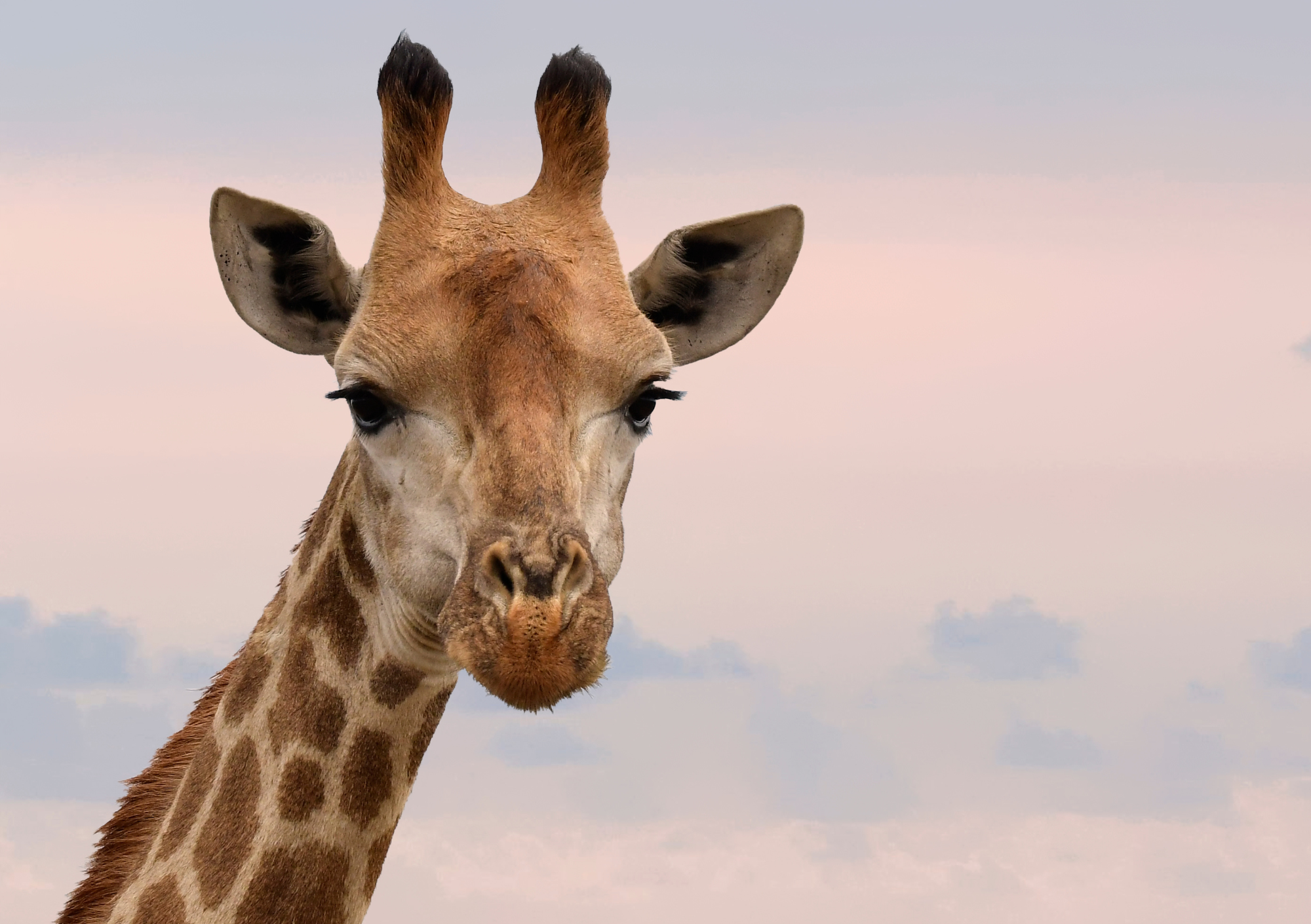 Im stimmungsvollen rosa-lila-blauen Hintergrund ist ein Giraffenkopf zu sehen.