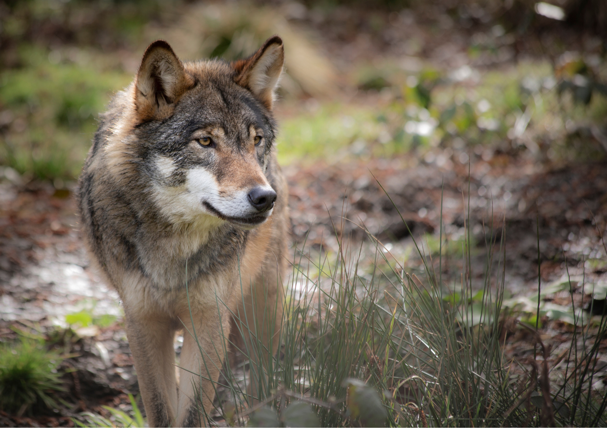 Ein Wolf steht auf einem Waldboden und schaut aufmerksam mit gespitzten Ohren nach rechts.